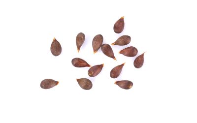 Apple Seeds On White Background