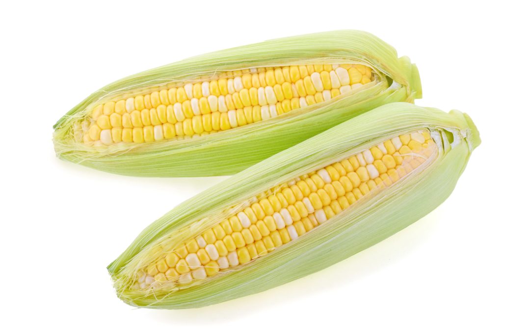 Week 24 – Ear of Corn