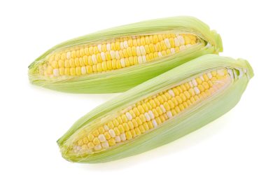 corn isolated on a white background