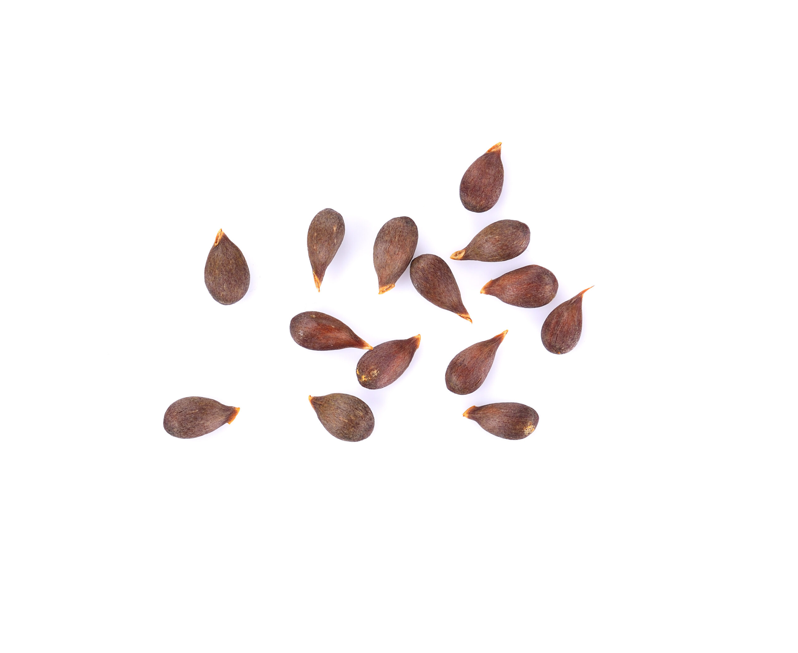 Apple Seeds On White Background