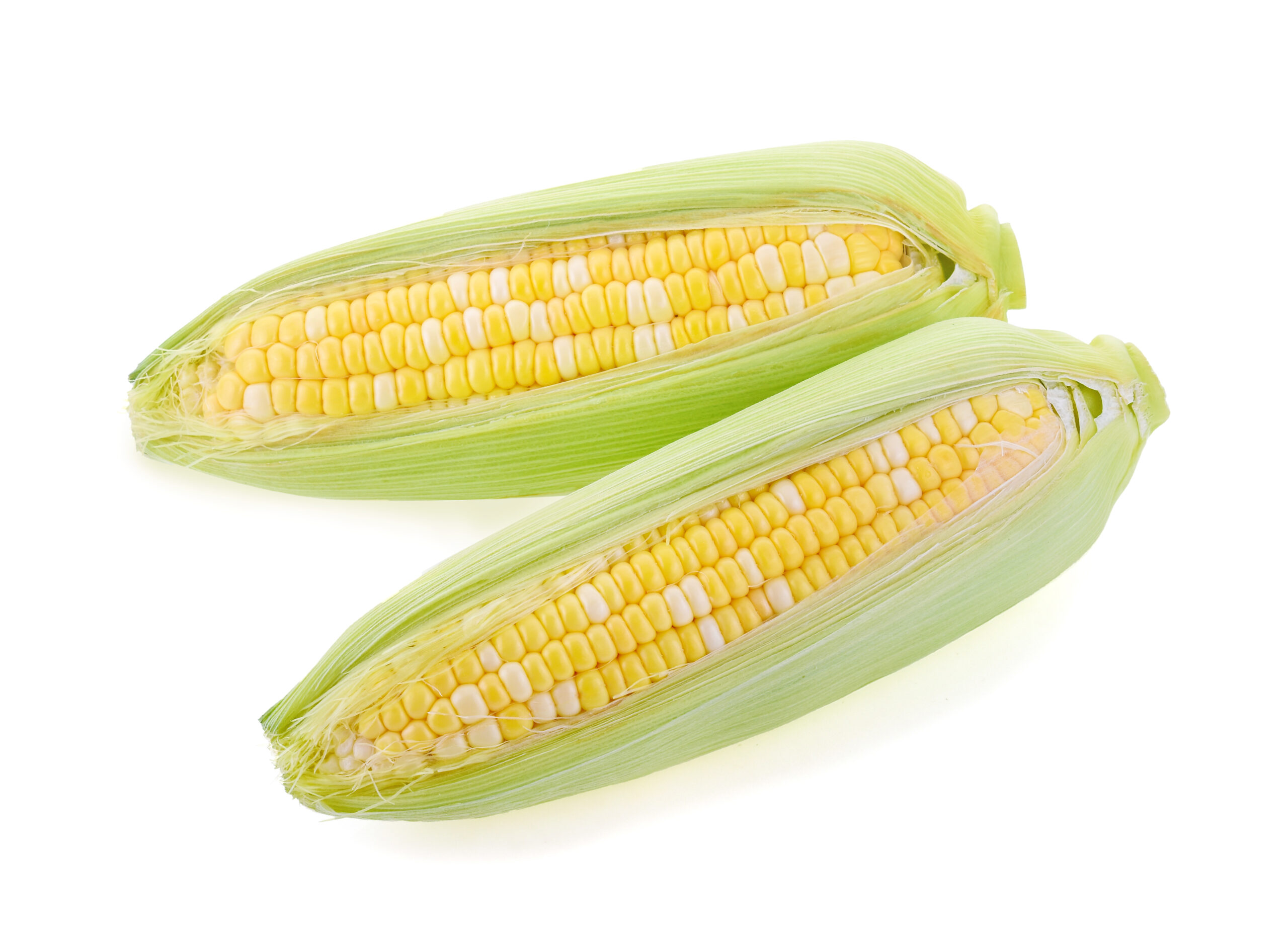 corn isolated on a white background